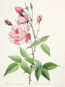 Rosa Indica Vulgaris, Bessin metszete, a „Les Roses” II. kötetből, 1821 (színes litográfia